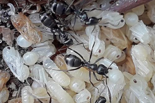 Réf. 327 896 : Formica fusca